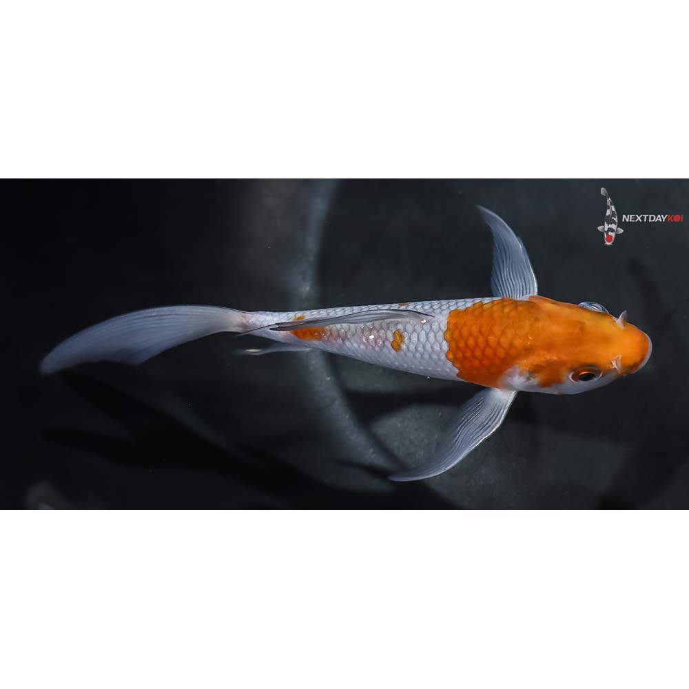 5.5” Imported Ochiba Shigure Butterfly Koi - Image 2