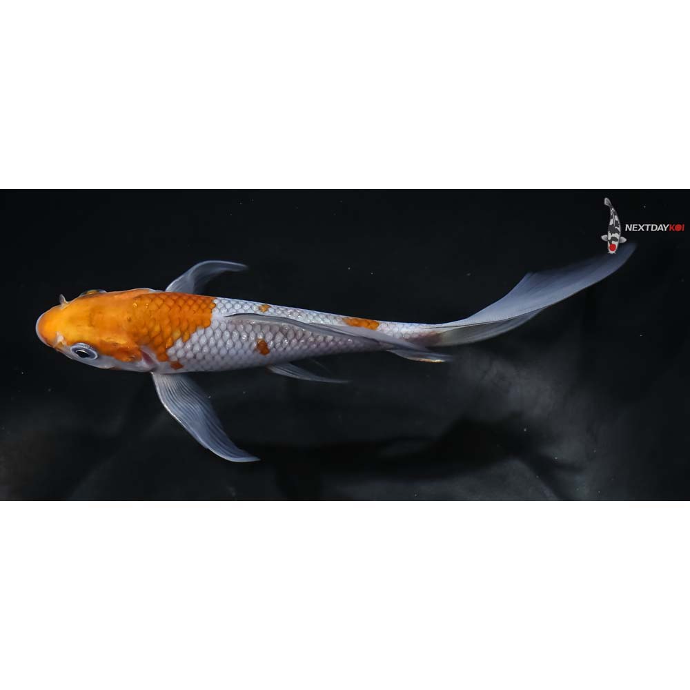 5.5” Imported Ochiba Shigure Butterfly Koi - Image 4