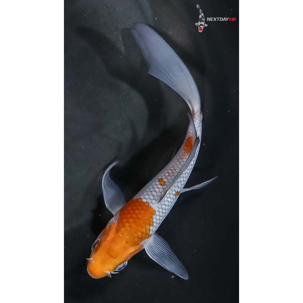 5.5” Imported Ochiba Shigure Butterfly Koi - Image 5