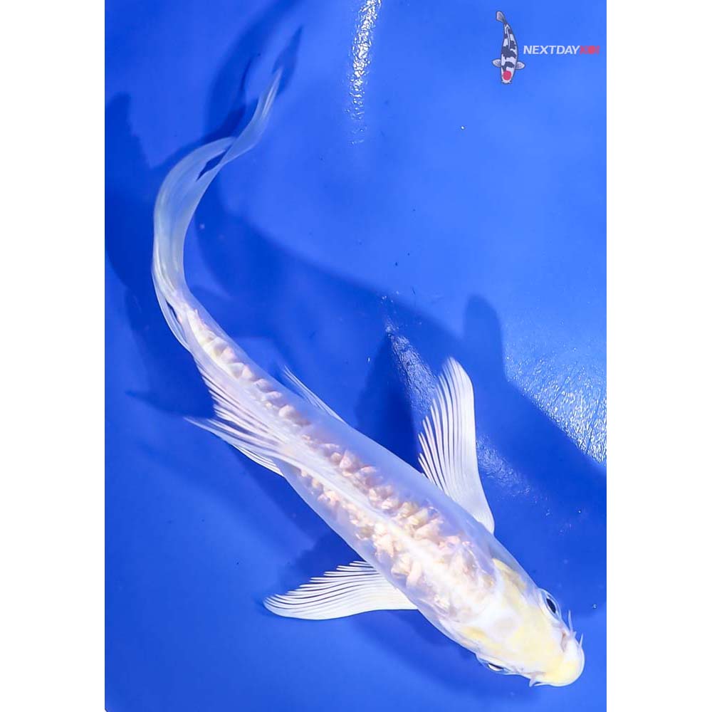 5.5” Imported Gin Rin Doitsu Lemon Hariwake Butterfly Koi - Image 3