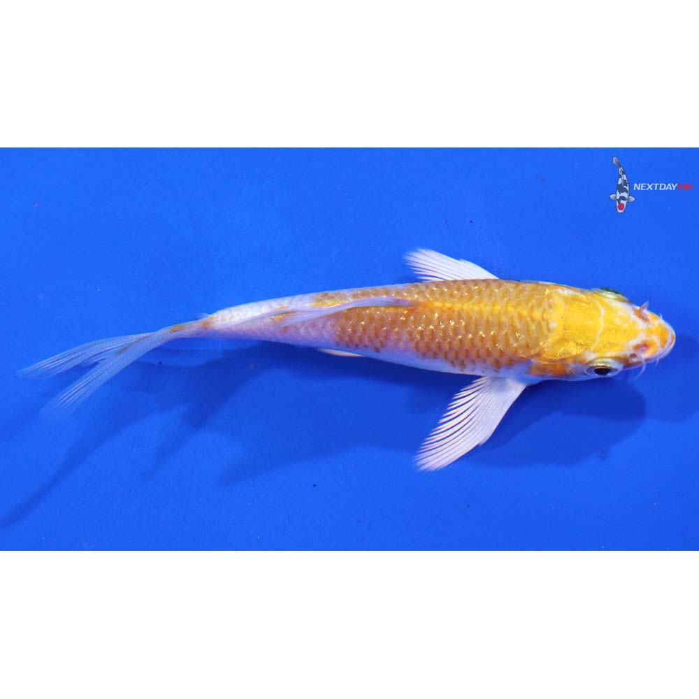 3.5” Imported Gin Rin Lemon Hariwake Butterfly Koi - Image 2