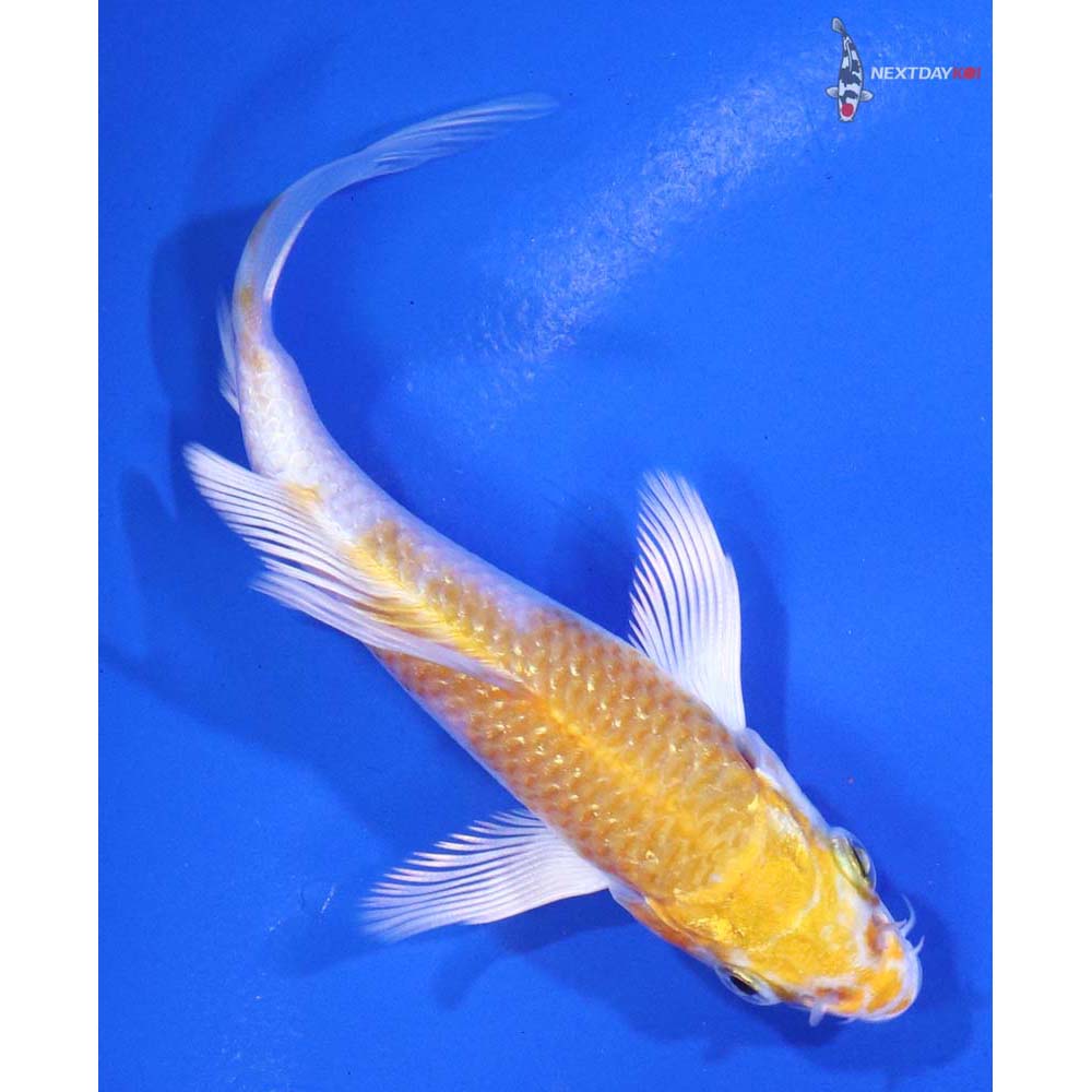 3.5” Imported Gin Rin Lemon Hariwake Butterfly Koi - Image 3