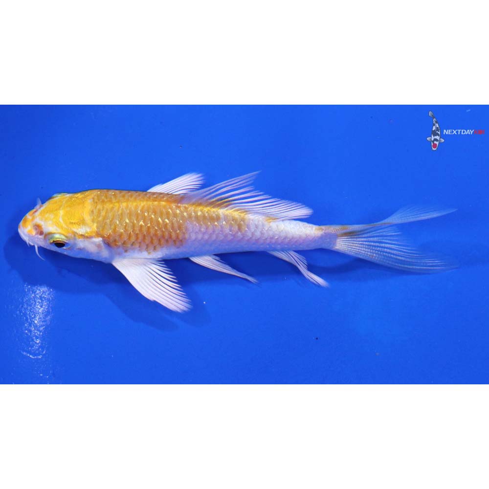 3.5” Imported Gin Rin Lemon Hariwake Butterfly Koi - Image 4