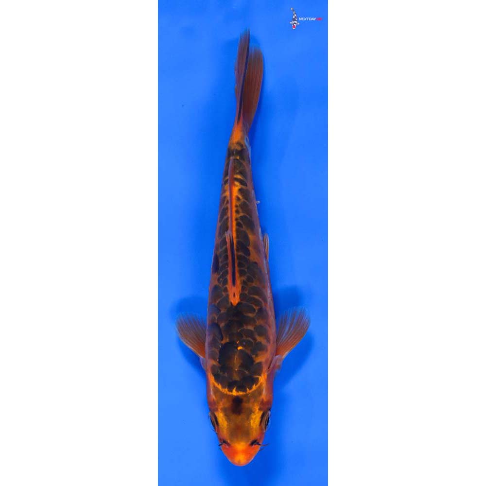 7” Imported Hana Shusui