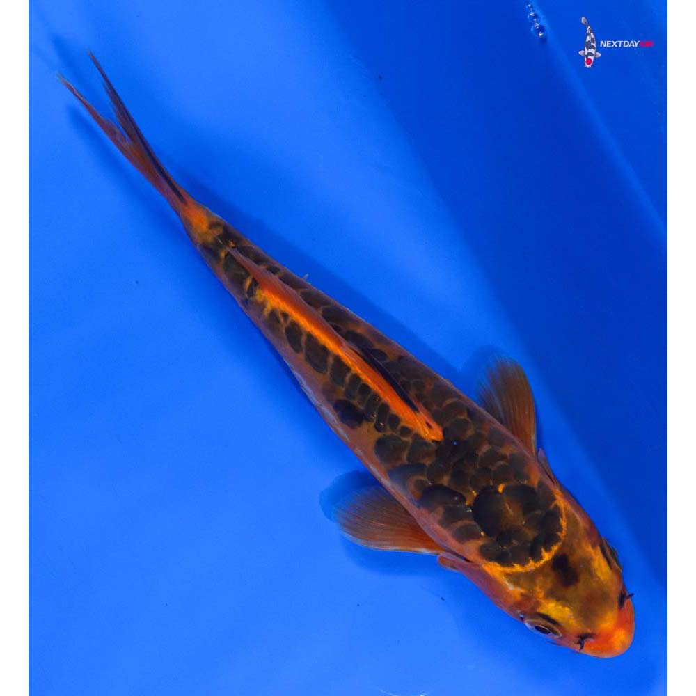 7” Imported Hana Shusui - Image 3