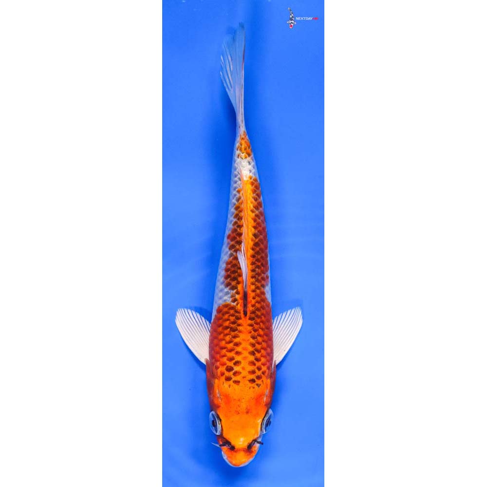 7” Imported Kujaku