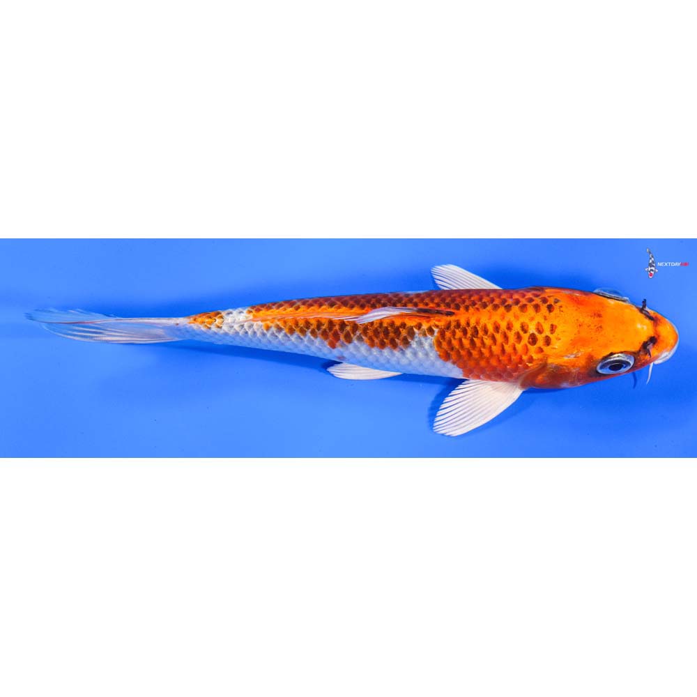 7” Imported Kujaku - Image 2