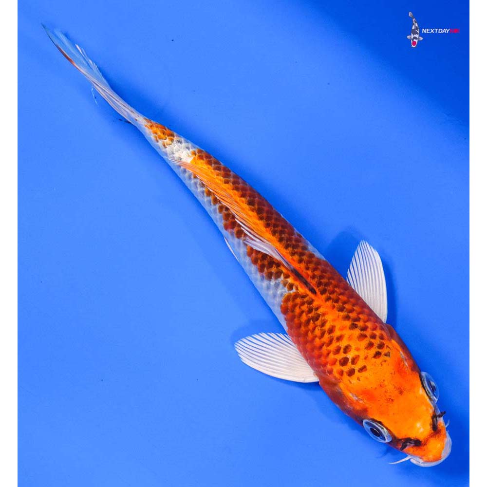 7” Imported Kujaku - Image 3