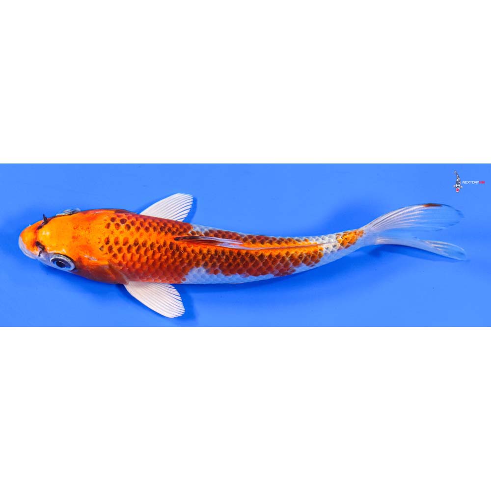 7” Imported Kujaku - Image 4