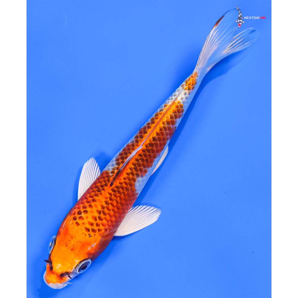 7” Imported Kujaku - Image 5