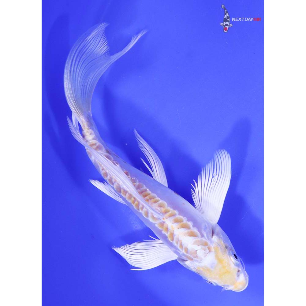 7.5” Imported Doitsu Lemon Hariwake Butterfly Koi