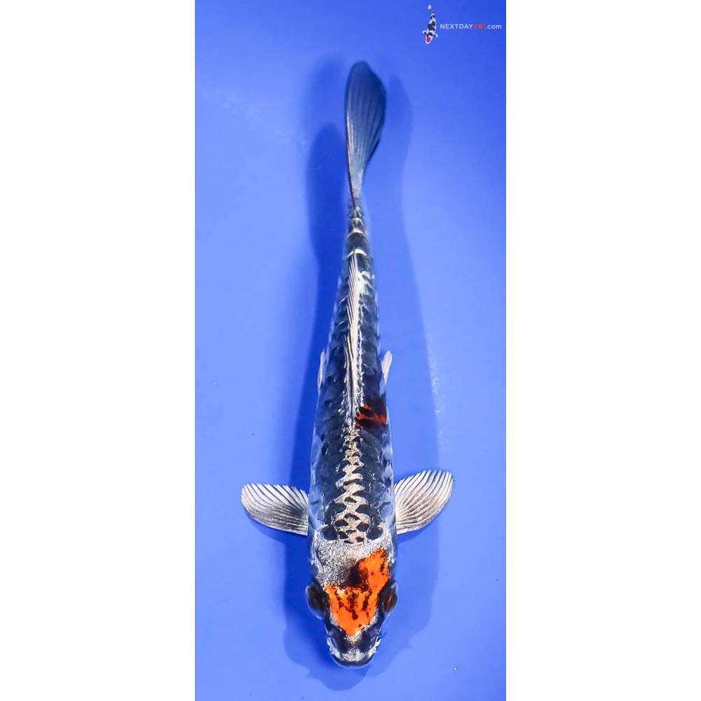 5.5” Imported Kin Kikokuryu