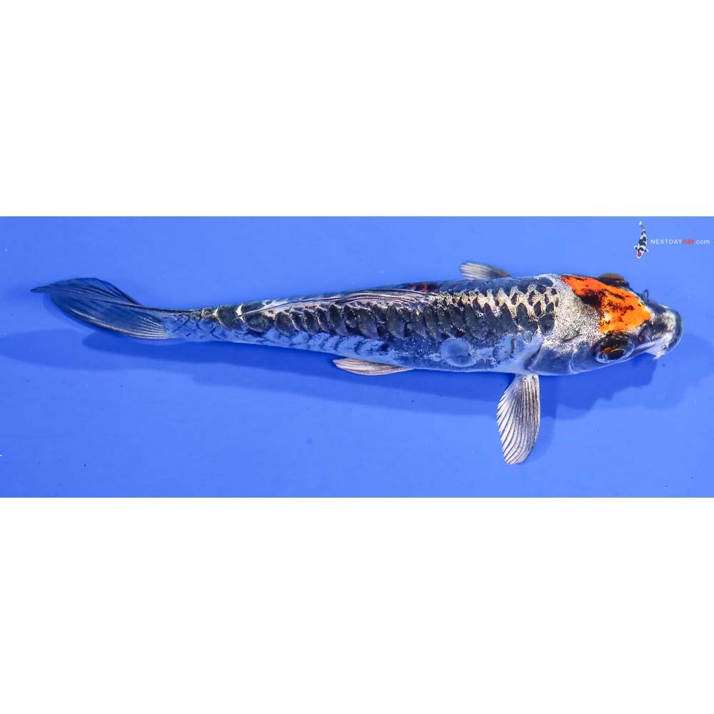 5.5” Imported Kin Kikokuryu - Image 2