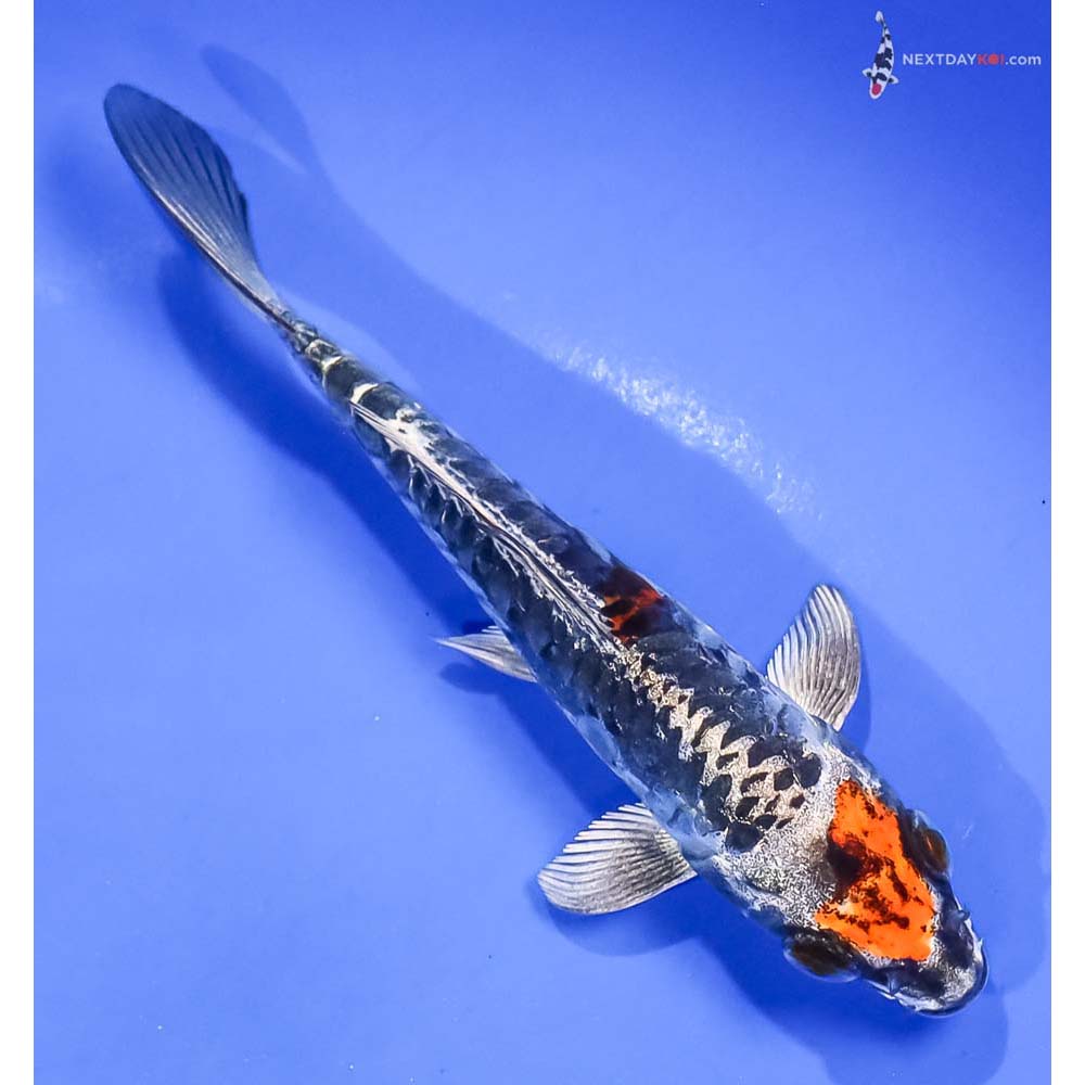 5.5” Imported Kin Kikokuryu - Image 3