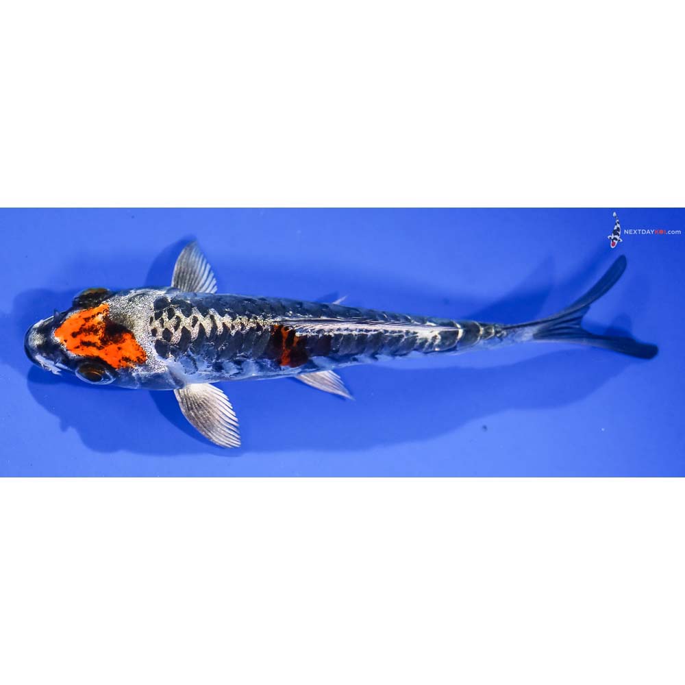 5.5” Imported Kin Kikokuryu - Image 4