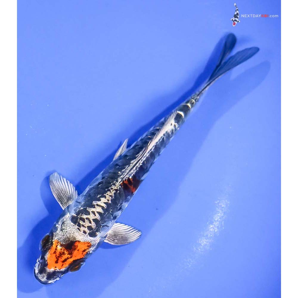 5.5” Imported Kin Kikokuryu - Image 5