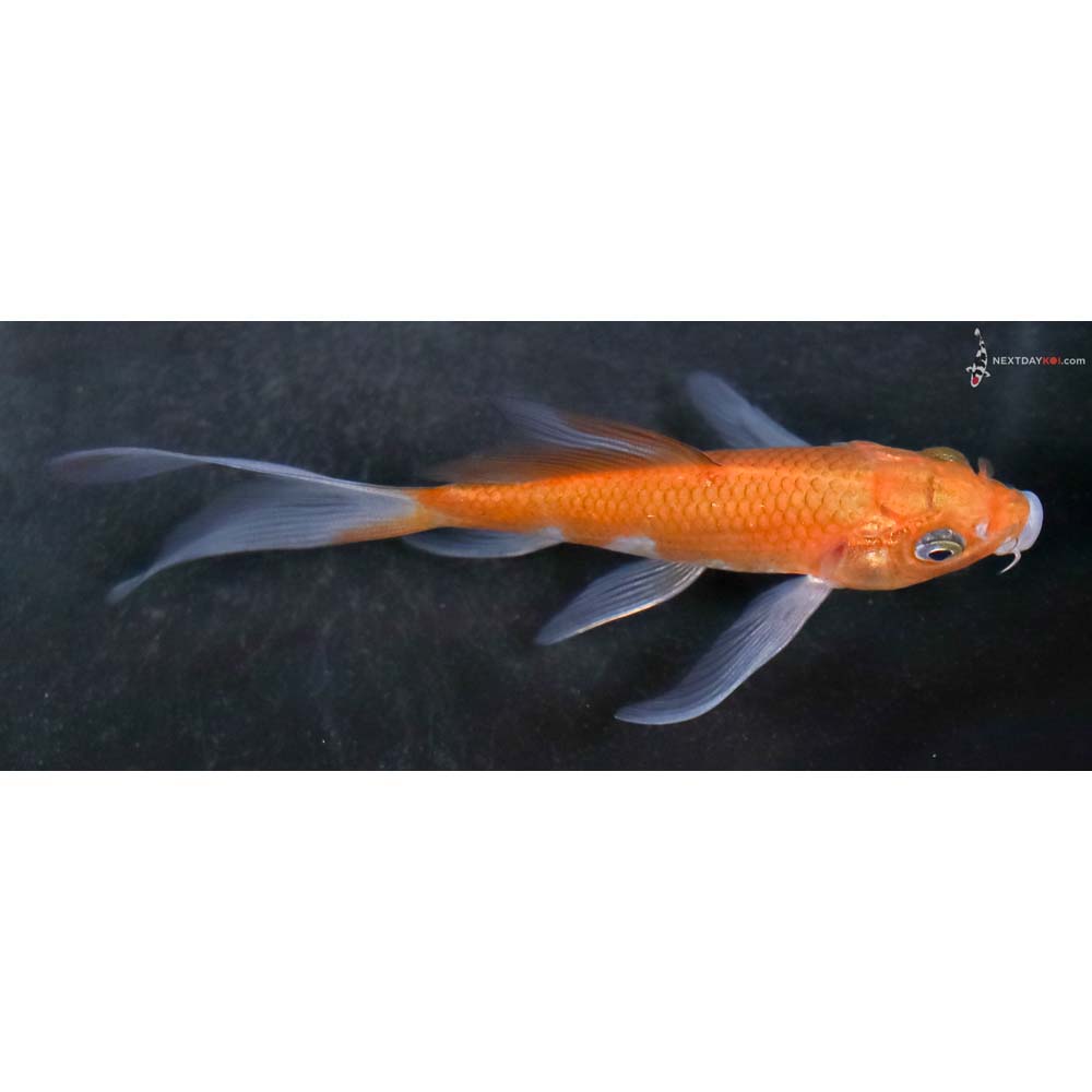 4” Imported Ochiba Shigure Butterfly Koi - Image 2
