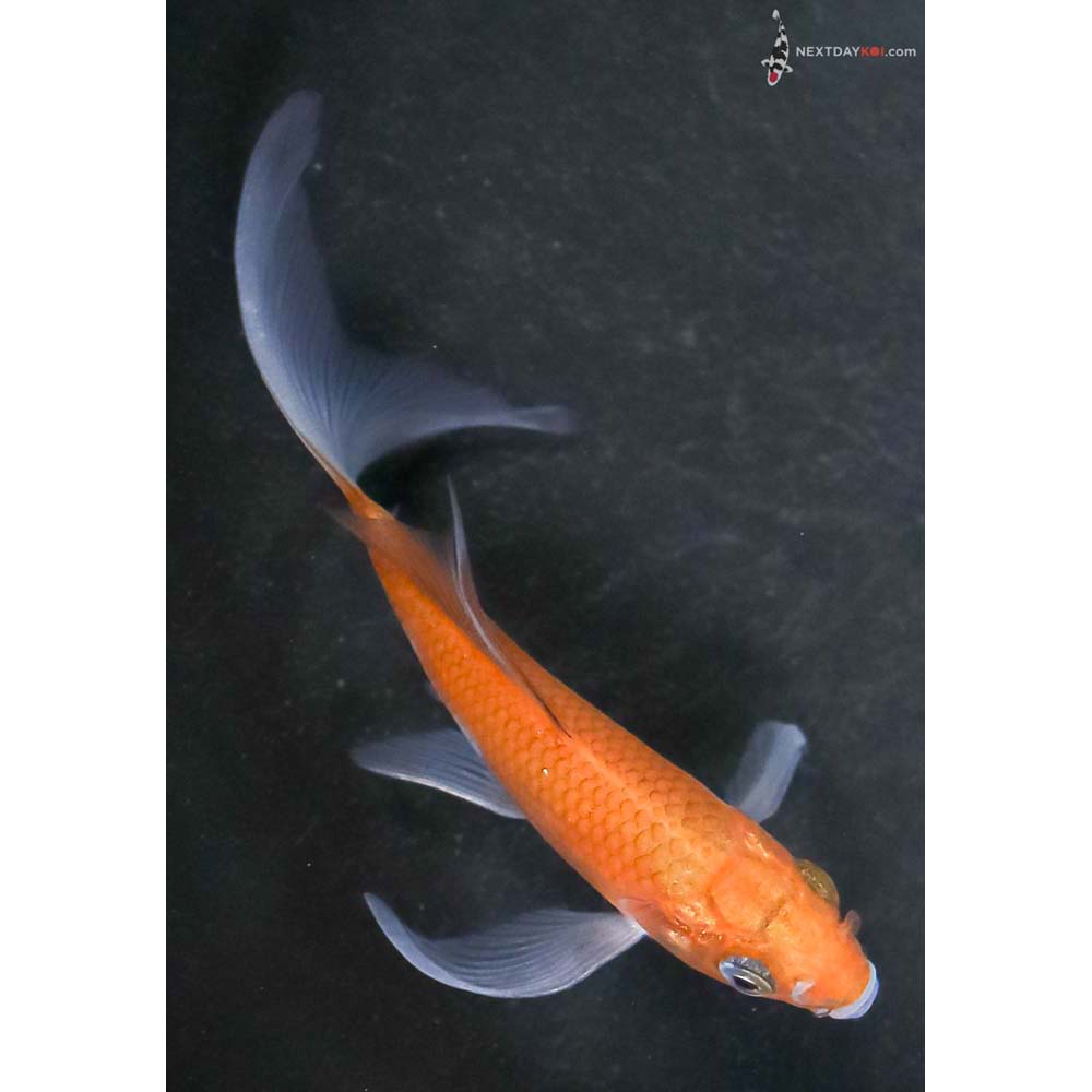 4” Imported Ochiba Shigure Butterfly Koi - Image 3