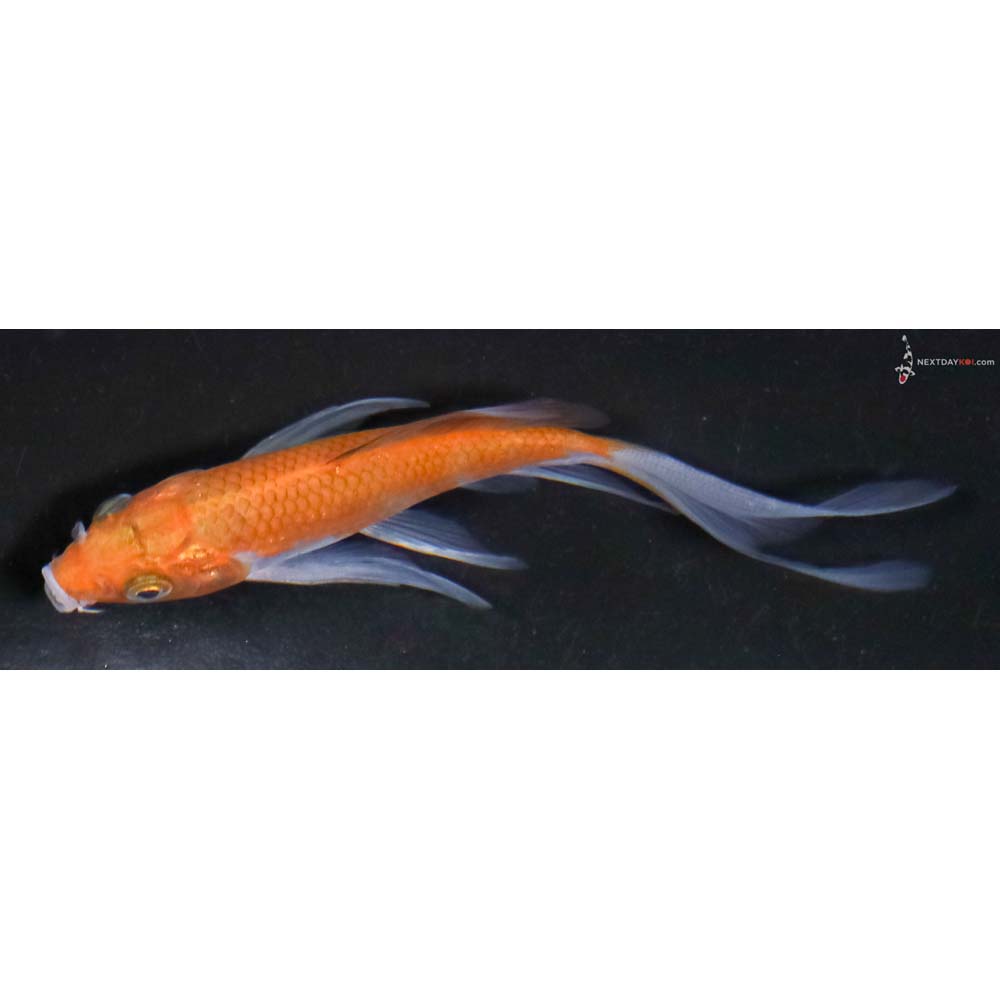 4” Imported Ochiba Shigure Butterfly Koi - Image 4