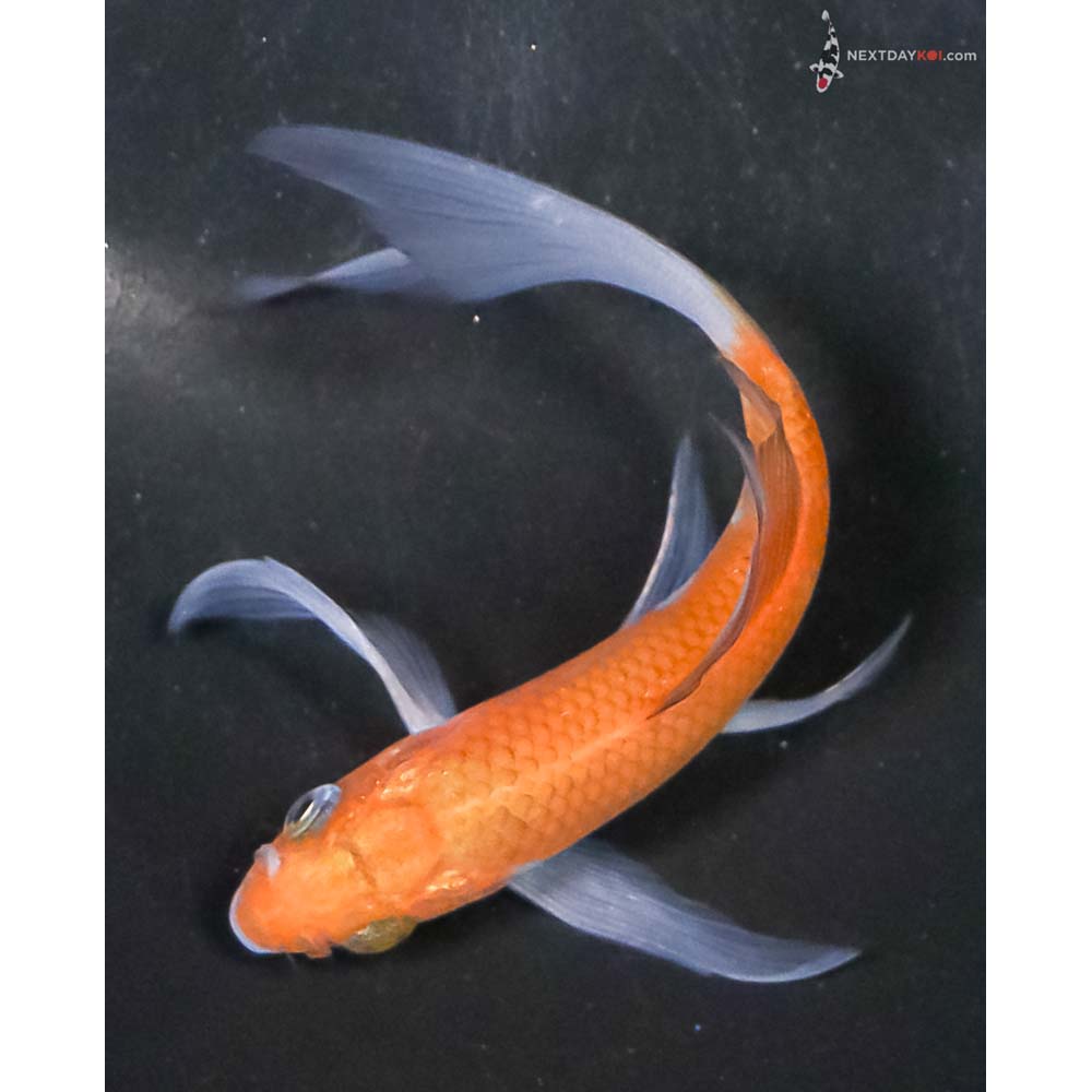 4” Imported Ochiba Shigure Butterfly Koi - Image 5