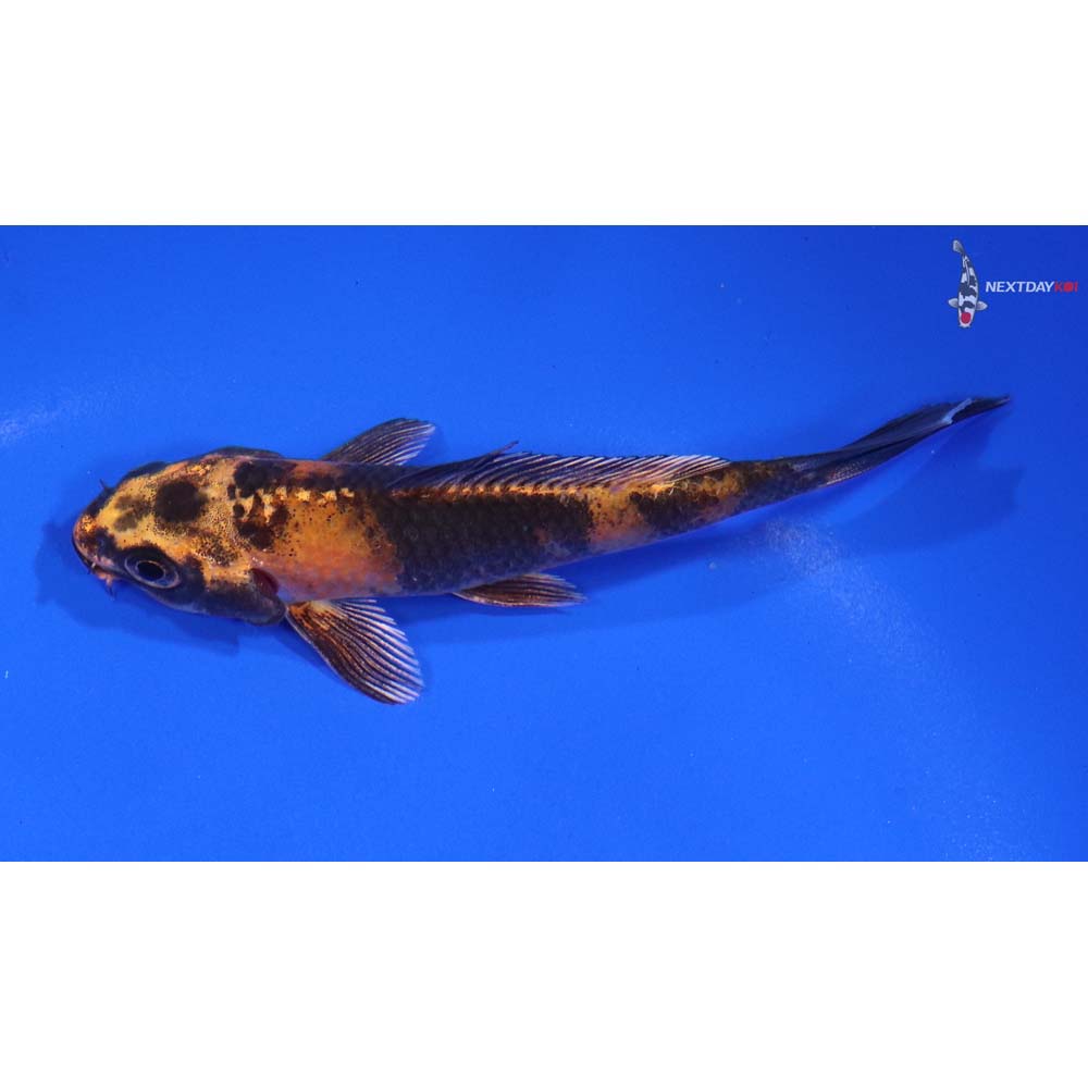 4” Imported Kin Hi Utsuri - Image 4