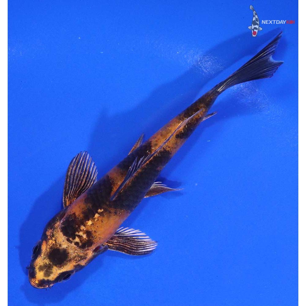 4” Imported Kin Hi Utsuri - Image 5