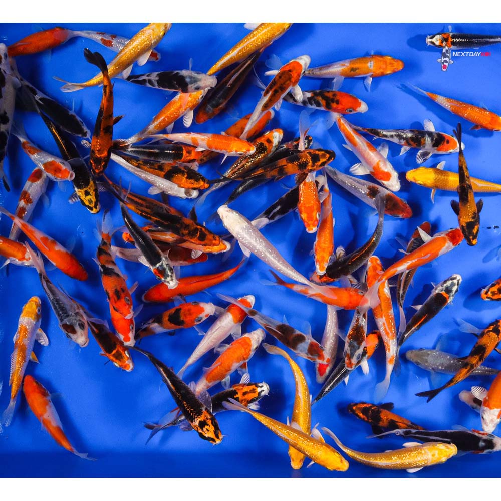 AA Grade (Premium Grade) Imported Koi
