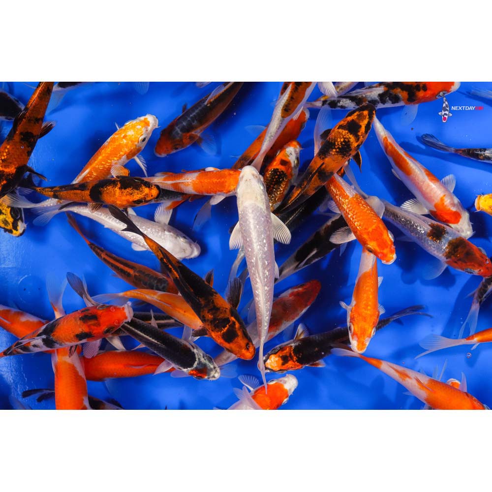AA Grade (Premium Grade) Imported Koi - Image 9
