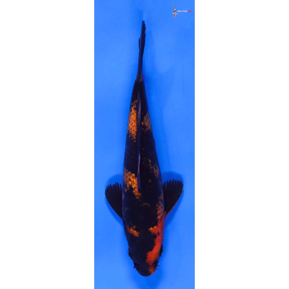 6” Imported Kin Hi Utsuri