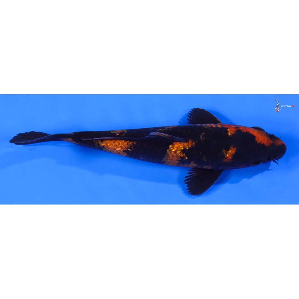 6” Imported Kin Hi Utsuri - Image 2