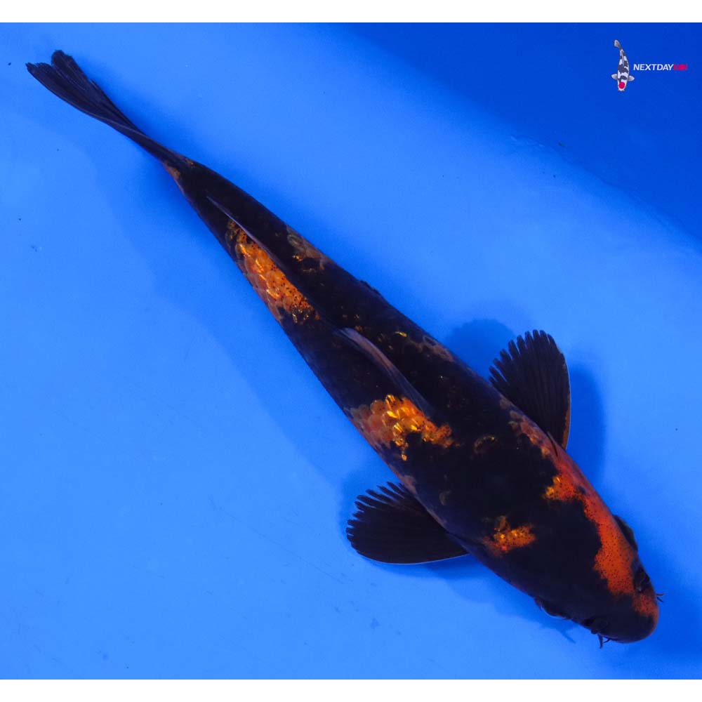 6” Imported Kin Hi Utsuri - Image 3