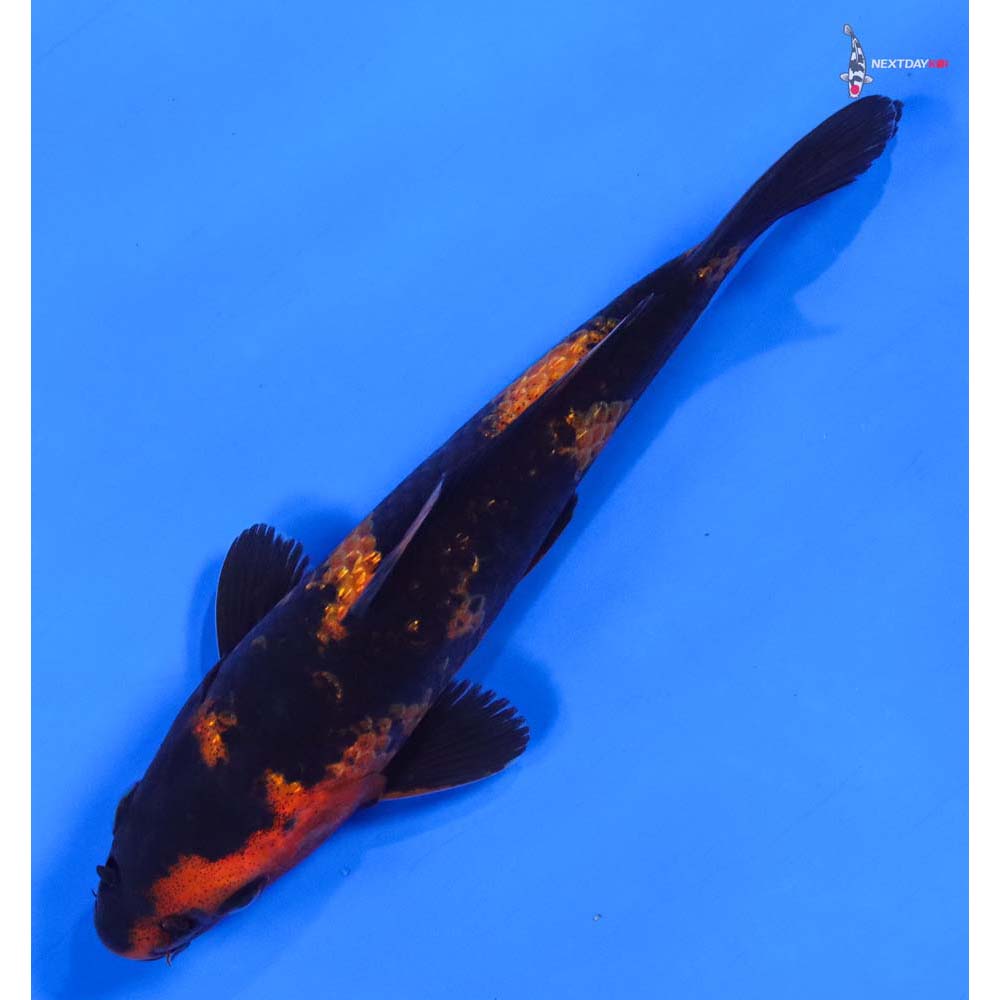 6” Imported Kin Hi Utsuri - Image 5