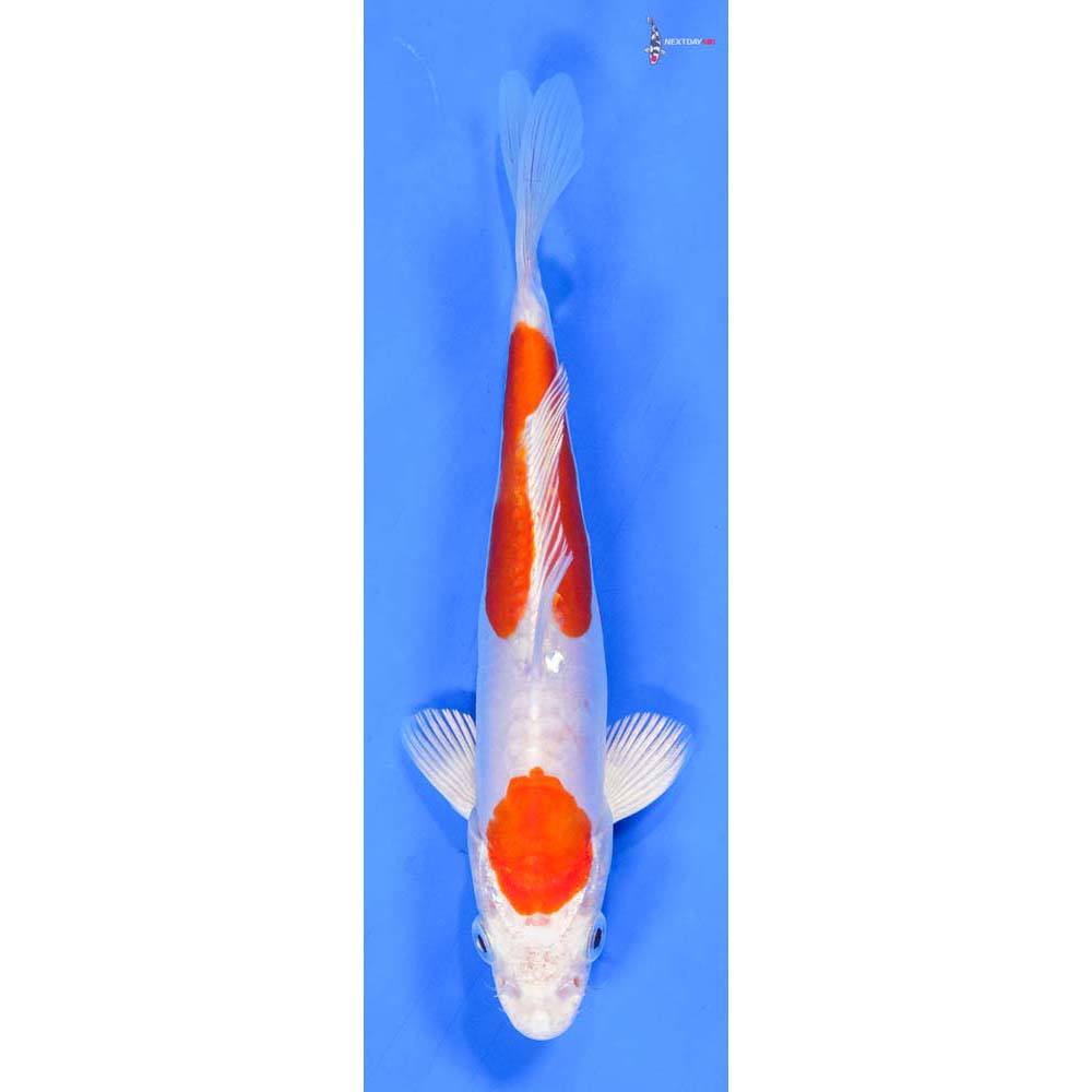 6” Imported Kikusui