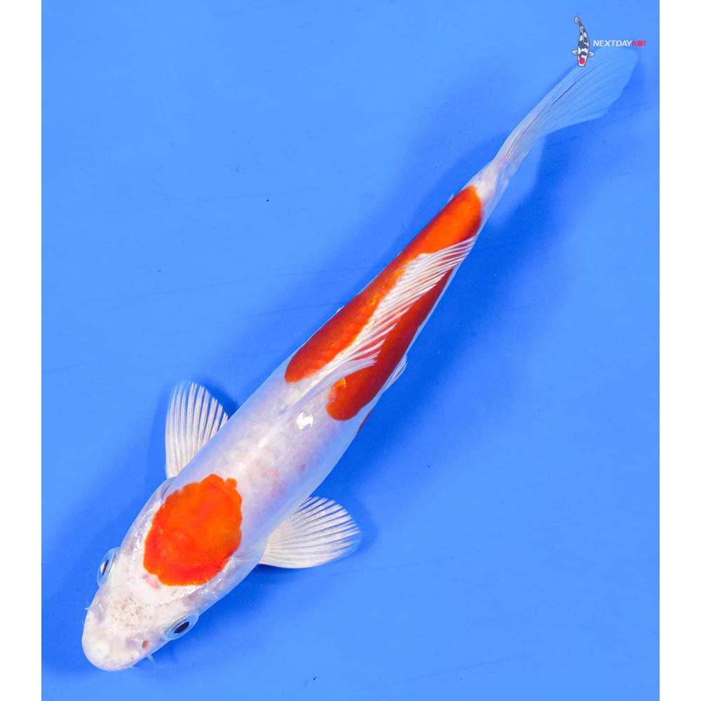 6” Imported Kikusui - Image 5