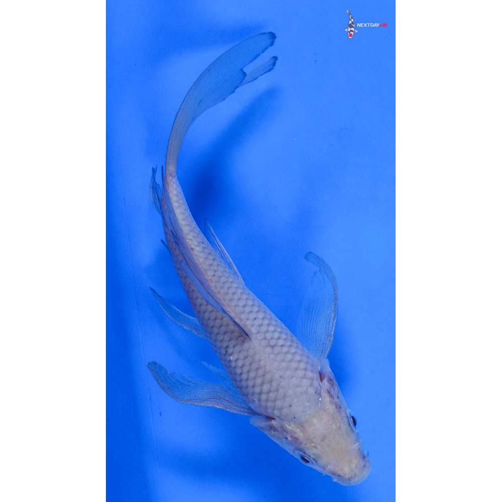 5.5” Imported Soragoi Butterfly Koi
