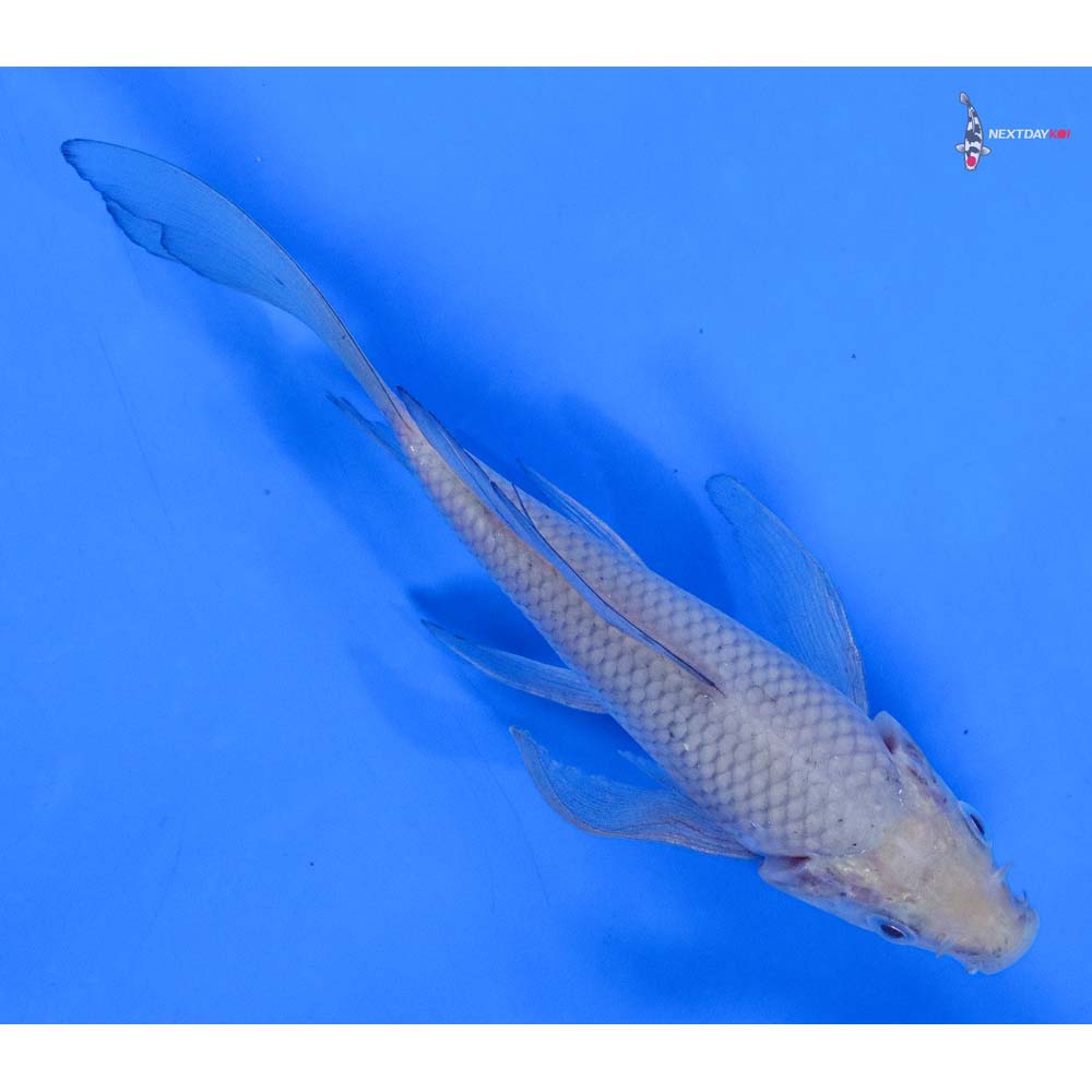5.5” Imported Soragoi Butterfly Koi - Image 3