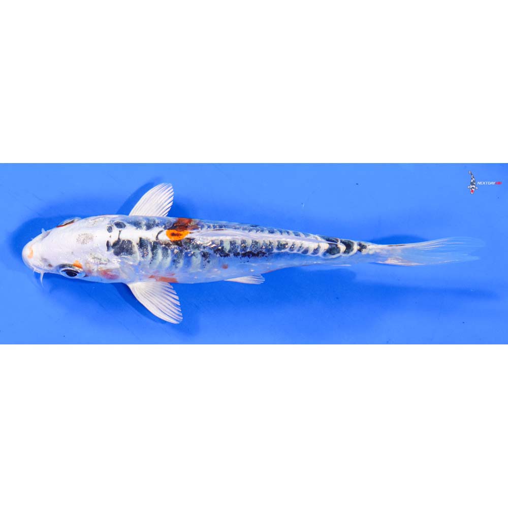 5” Imported Doitsu Kujaku - Image 4