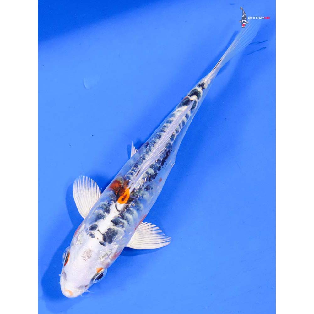 5” Imported Doitsu Kujaku - Image 5