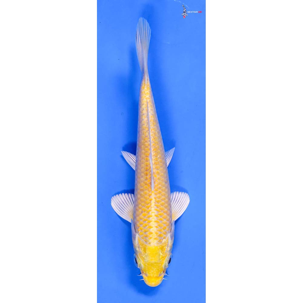 5.5” Imported Lemon Hariwake