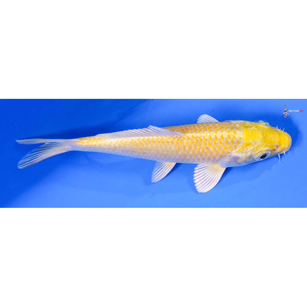 5.5” Imported Lemon Hariwake - Image 2