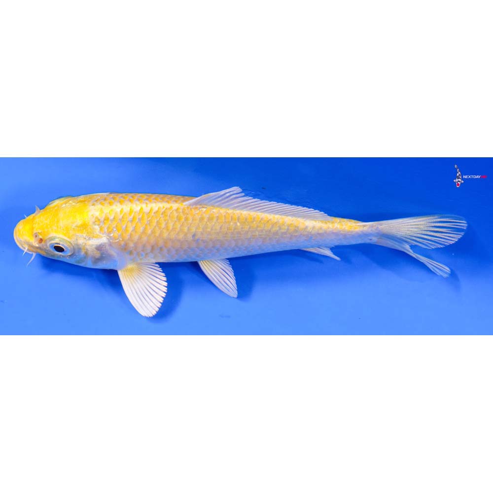 5.5” Imported Lemon Hariwake - Image 4