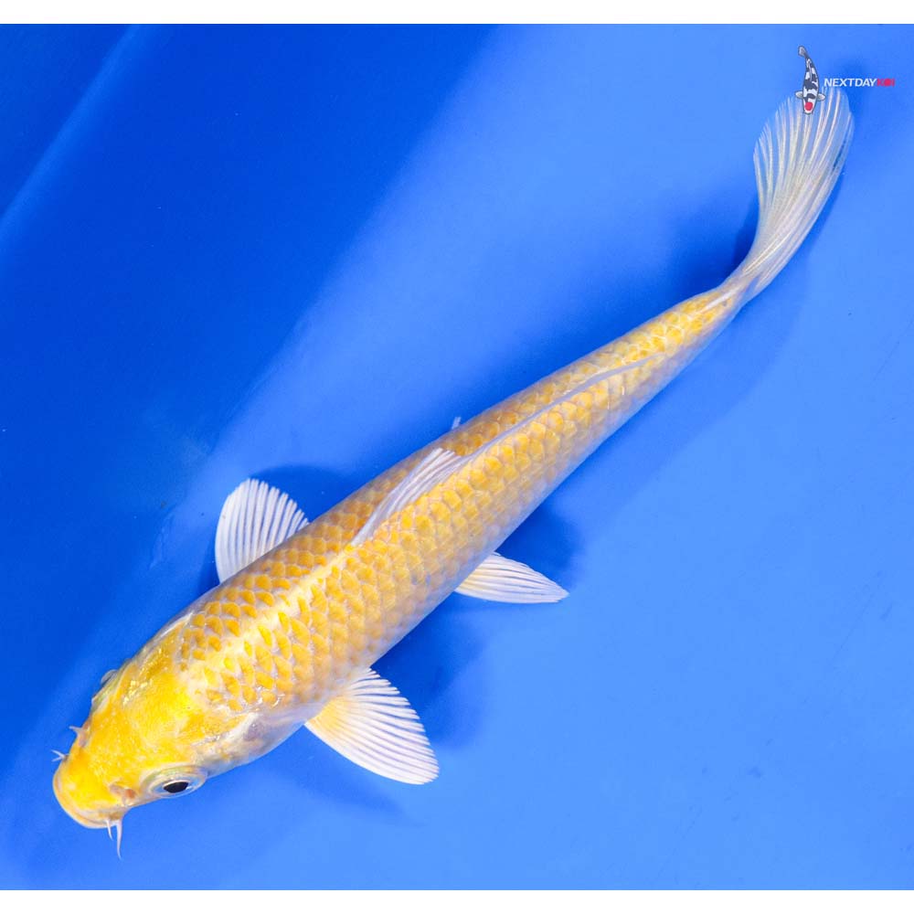 5.5” Imported Lemon Hariwake - Image 5