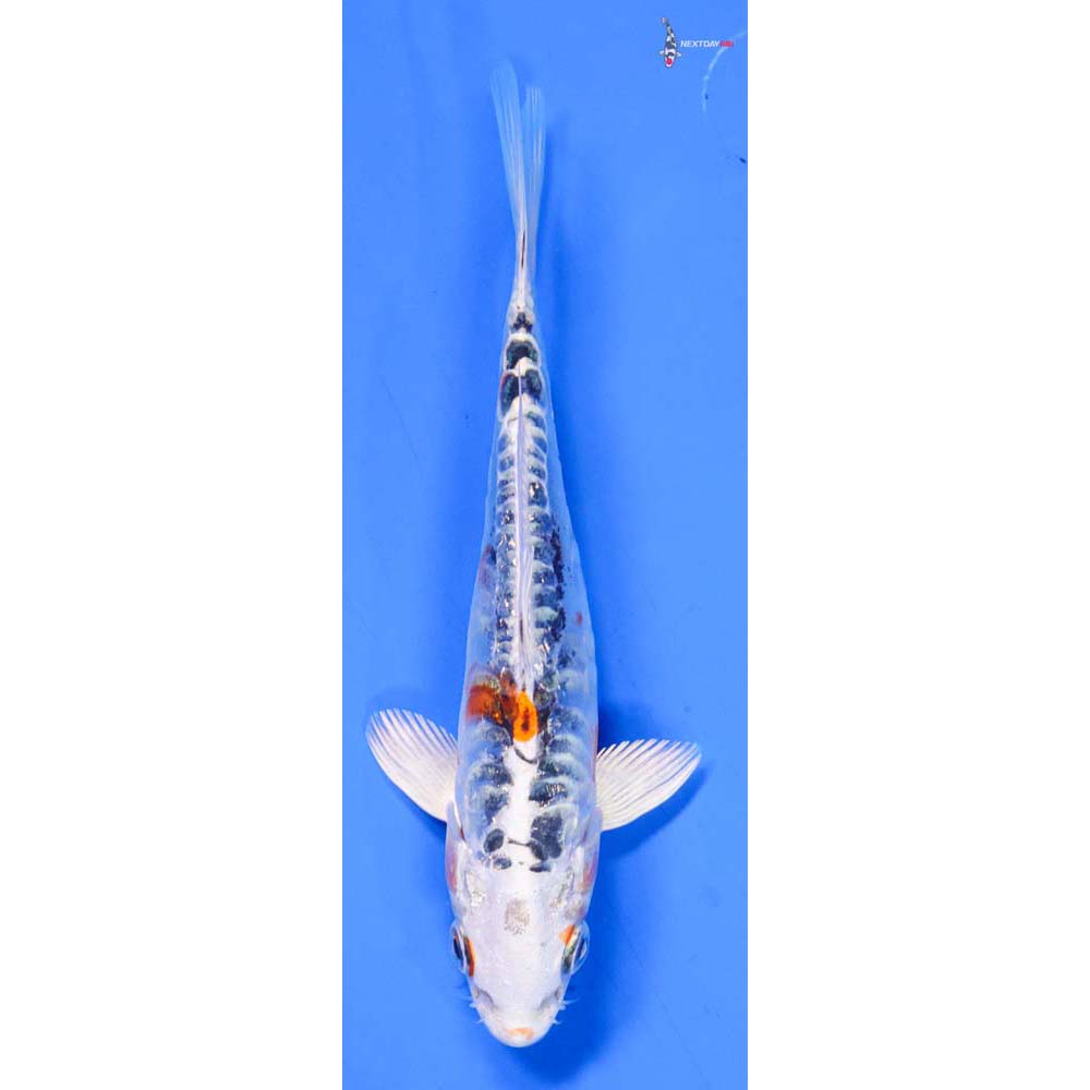 5” Imported Doitsu Kujaku