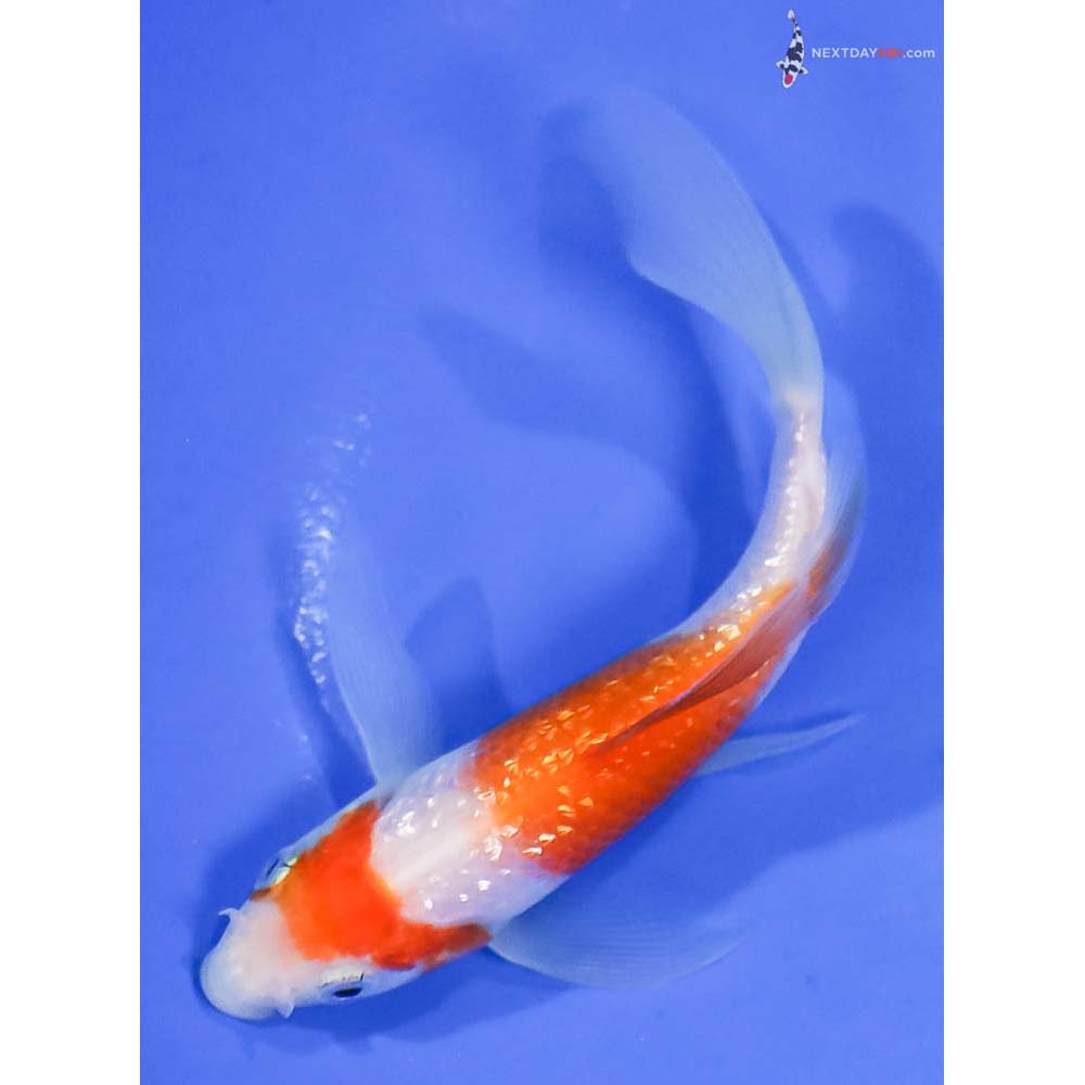 4.5” Imported Gin Rin Kohaku Butterfly Koi