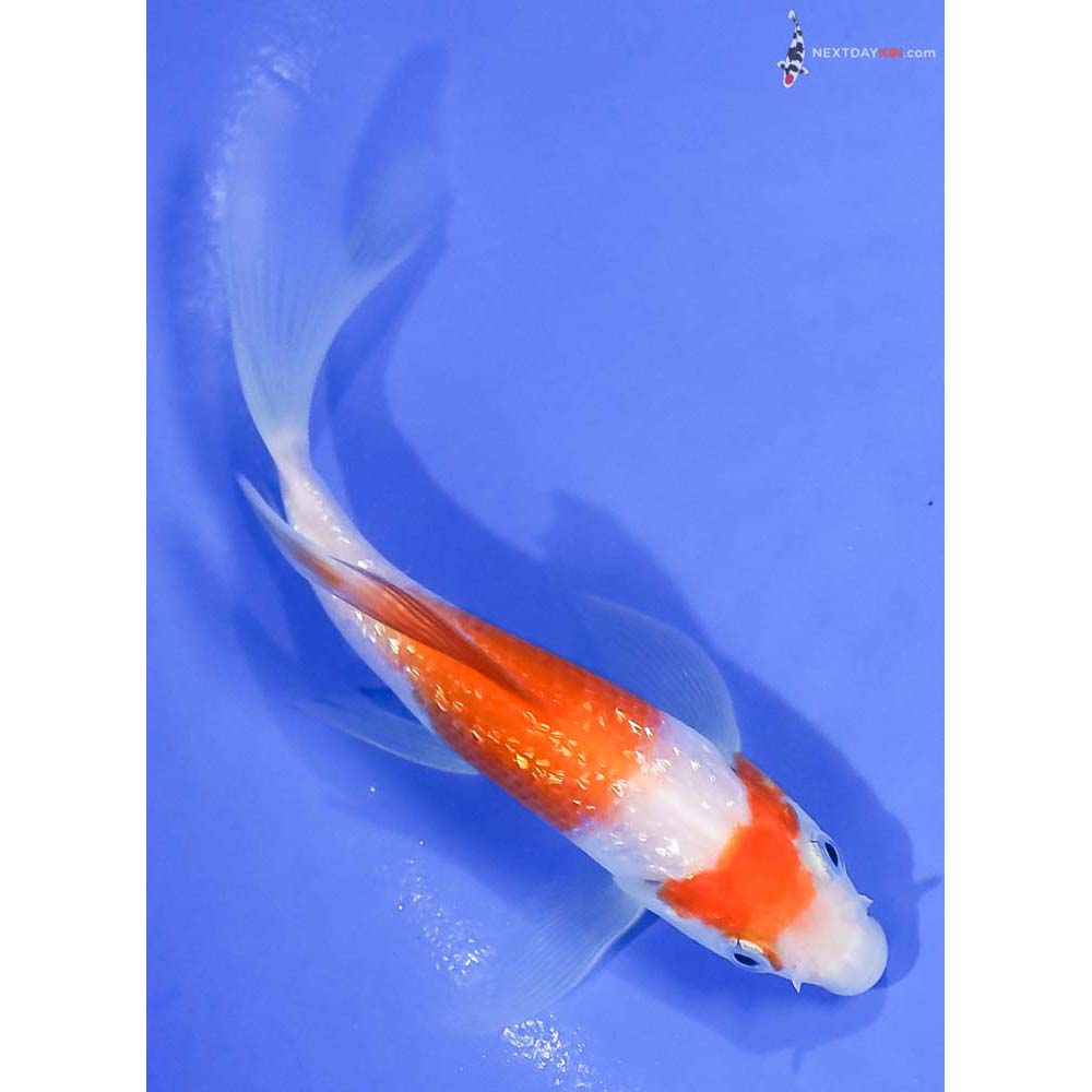 4.5” Imported Gin Rin Kohaku Butterfly Koi - Image 3