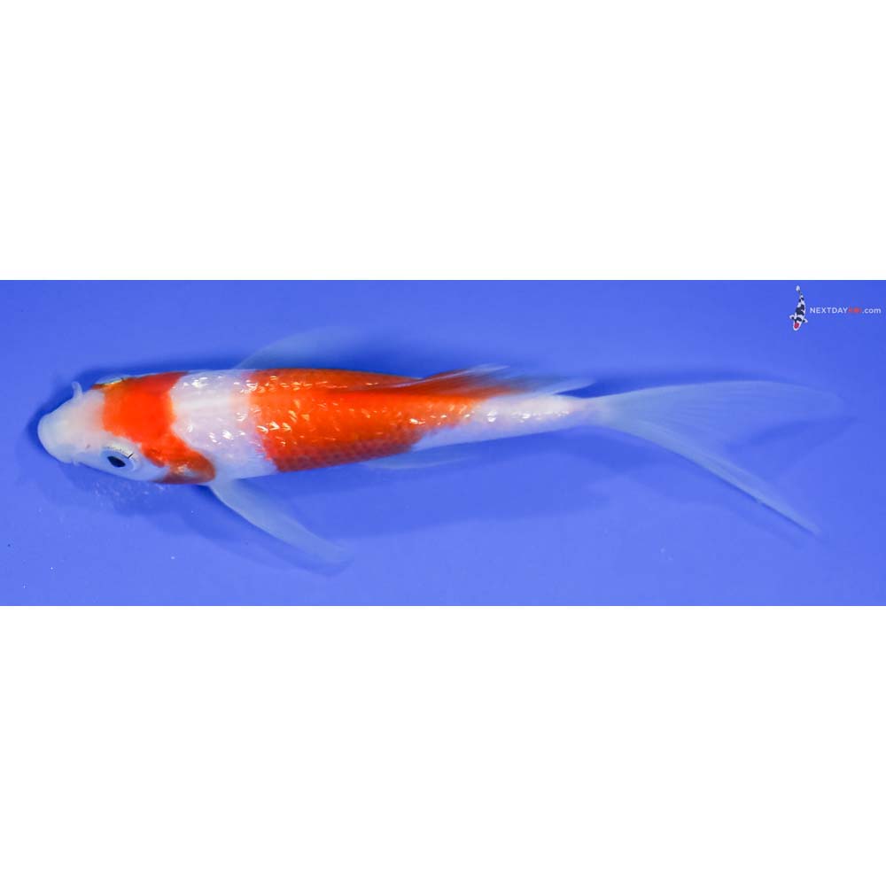 4.5” Imported Gin Rin Kohaku Butterfly Koi - Image 4