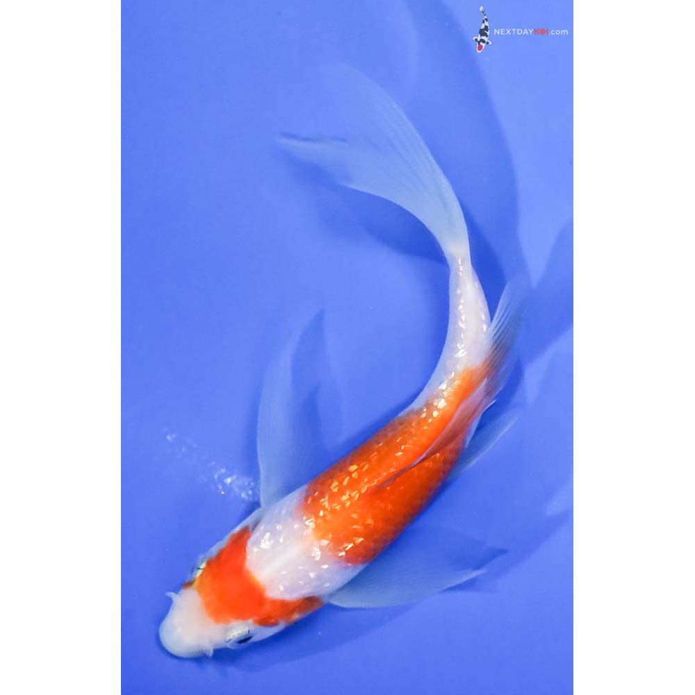 4.5” Imported Gin Rin Kohaku Butterfly Koi - Image 5