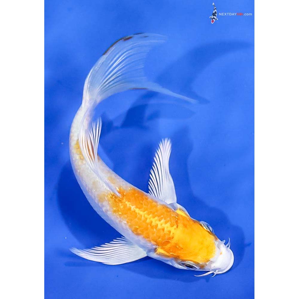 4.5” Imported Lemon Hariwake Butterfly Koi