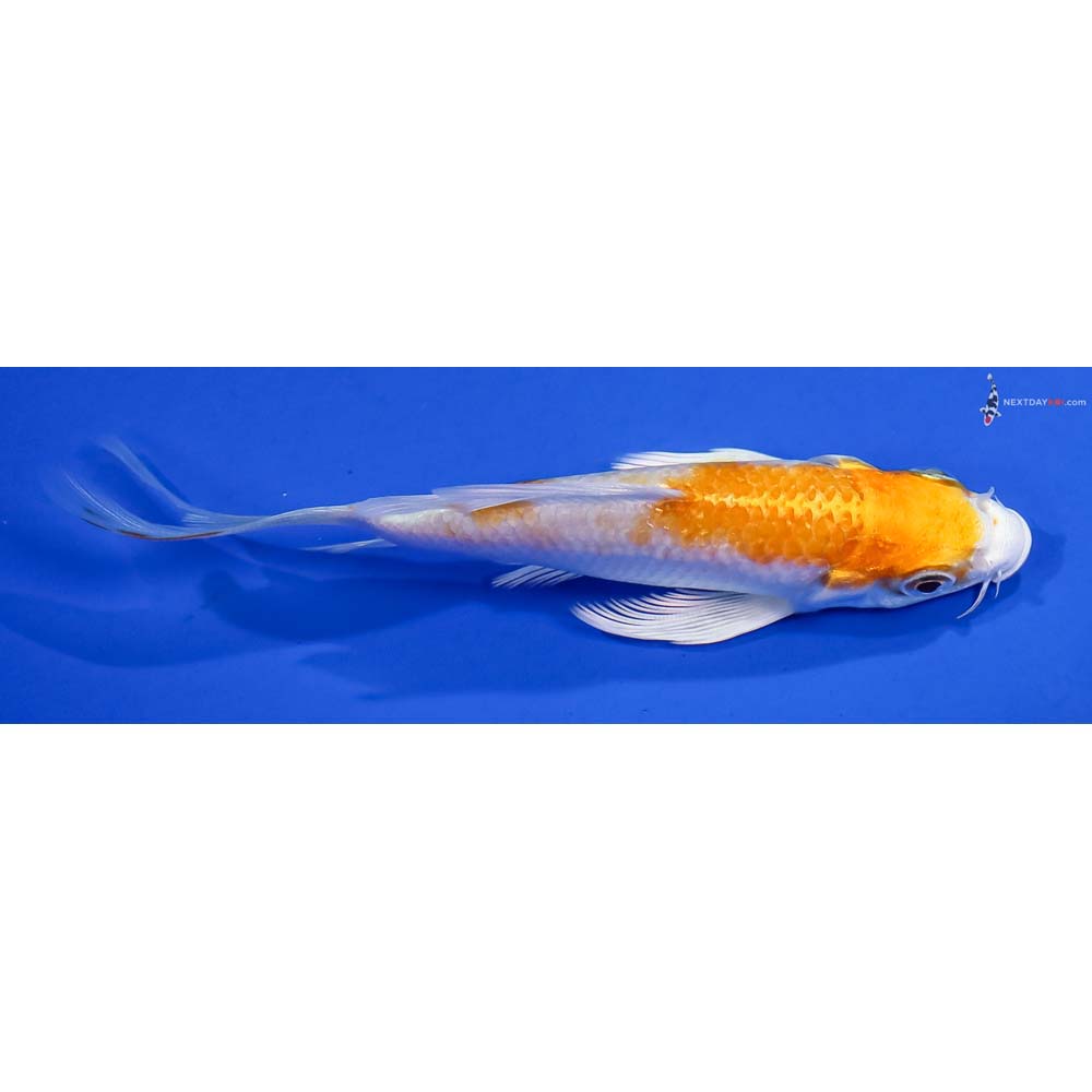 4.5” Imported Lemon Hariwake Butterfly Koi - Image 2