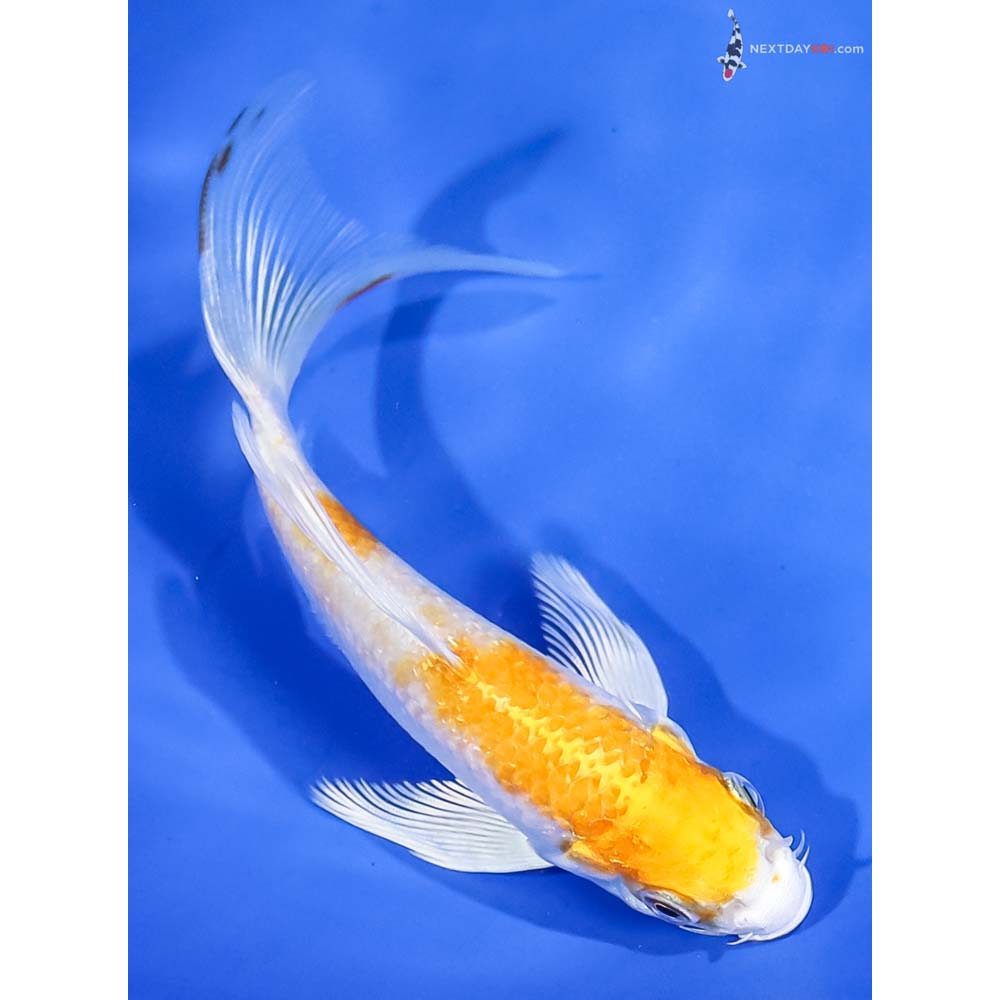 4.5” Imported Lemon Hariwake Butterfly Koi - Image 3